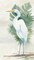 Standing Egret II Crop Poster Print by Avery Tillmon - Item # VARPDX27117
